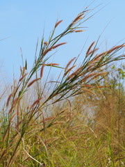 Cenchrus setosus, photograph 葉子, CC0, iNaturalist via GBIF