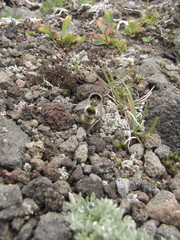 Bombus margreiteri
