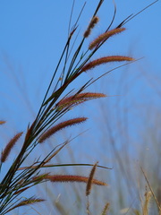 Cenchrus setosus, photograph 葉子, CC0, iNaturalist via GBIF