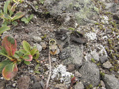 Bombus margreiteri