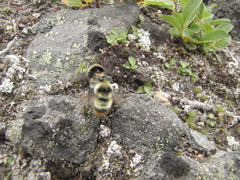 Bombus margreiteri