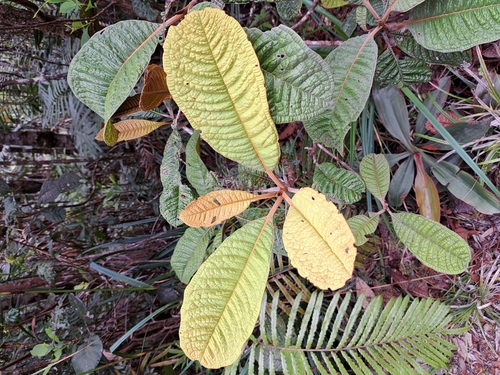 Pleurocalyptus pancheri observed 2025-10-25