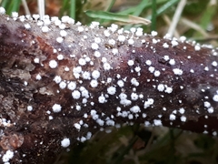 Capitotricha bicolor