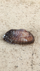 Barbatia barbata