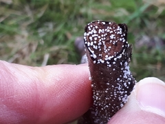 Capitotricha bicolor