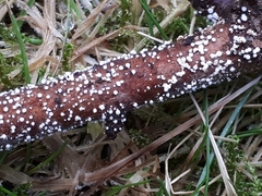 Capitotricha bicolor