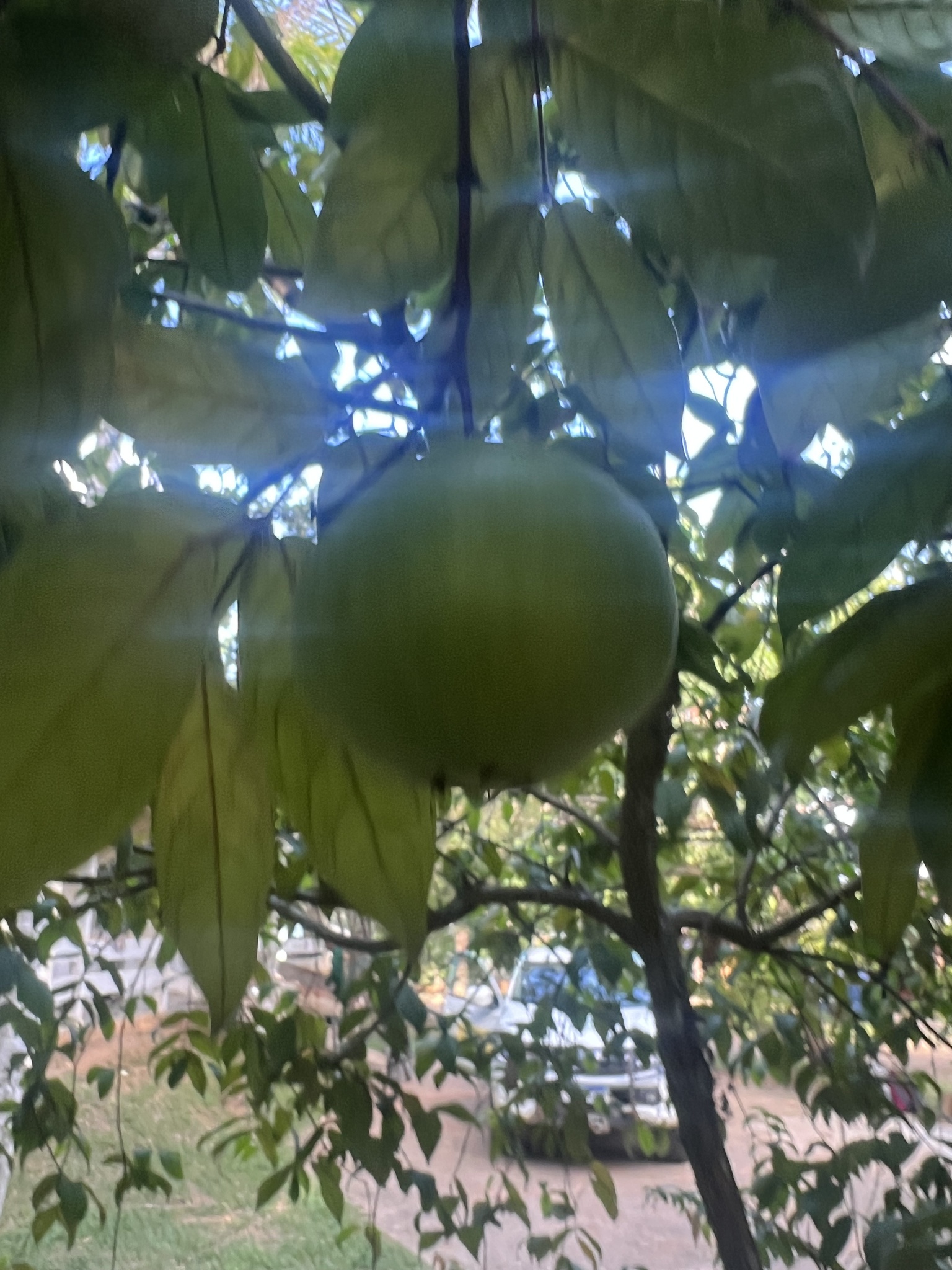 Eugenia stipitata