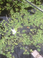 Hydrocotyle ranunculoides