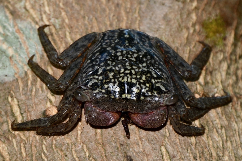 Mangrove Tree Crab (Aratus pisonii) · iNaturalist