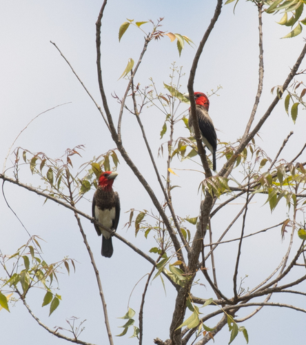 Brown-breasted Barbet (Pogonornis melanopterus), photo 6