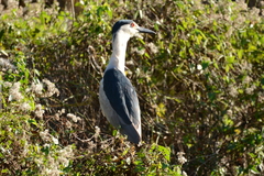 Nycticorax nycticorax image