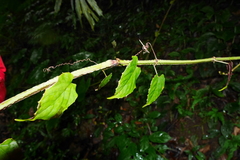 Cissus pteroclada