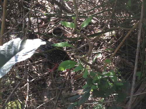 Spotted Rail (Pardirallus maculatus), photo 8