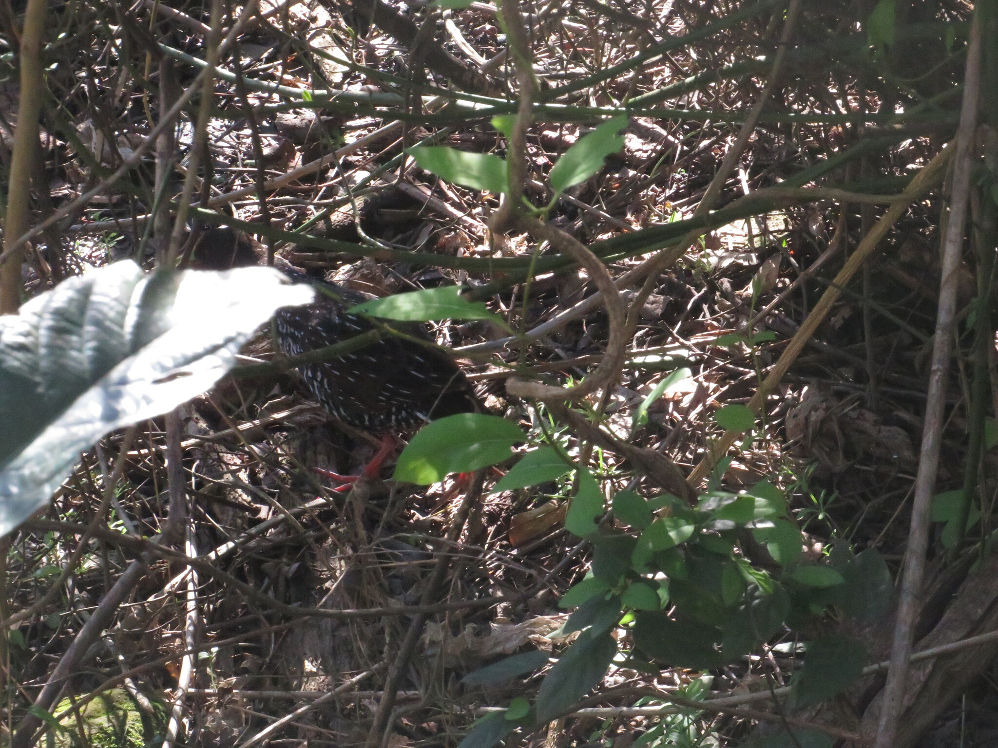 Spotted Rail (Pardirallus maculatus), photo 8