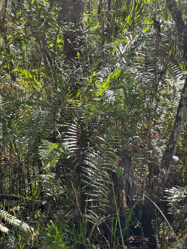 Toothed midsorus fern (Telmatoblechnum serrulatum)