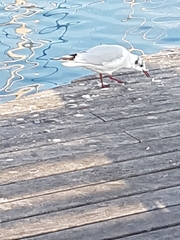 Chroicocephalus ridibundus