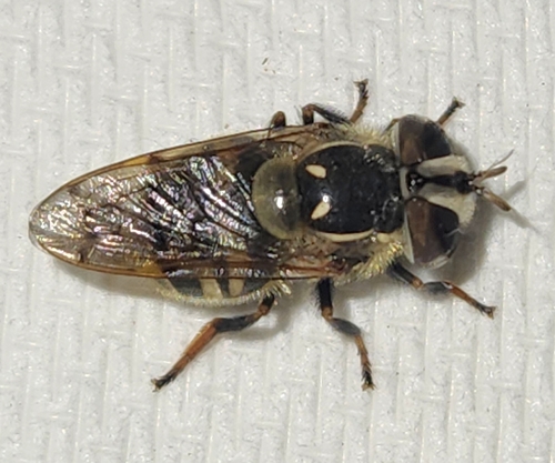Unknown species found near Scottsdale, AZ 85256, USA