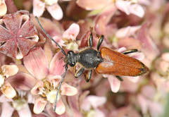 Trigonarthris