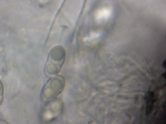 Anisomeridium biforme