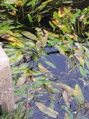 Aponogeton distachyos