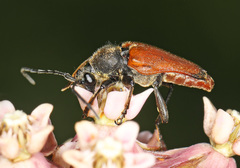 Trigonarthris