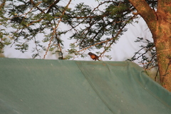 Melaenornis semipartitus