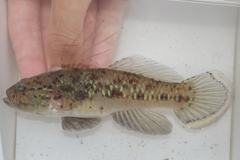 Pupilspot Goby photo 2