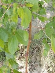 Ziziphus jujuba