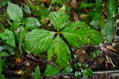 Chloranthus oldhamii