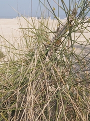 Ephedra