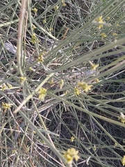 Ephedra