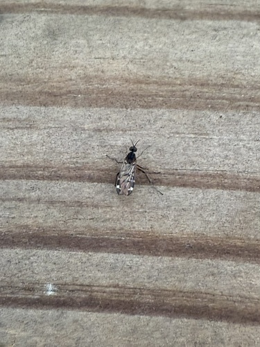 Unknown species found near Longswamp Community Park, Mertztown, PA, US