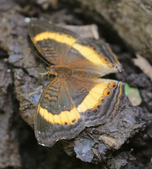 Junonia elgiva