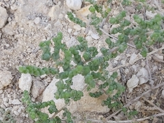 Caroxylon imbricatum