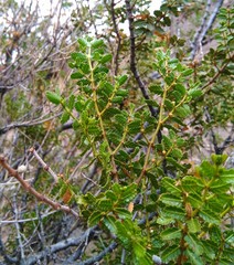 Larrea nitida