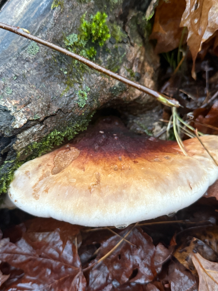 Ischnoderma resinosum · October 2025 · photo: © stephtran (iNaturalist, cc-by)