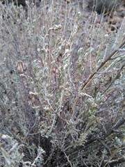 Artemisia mendozana