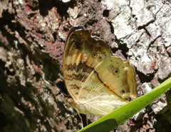Junonia elgiva