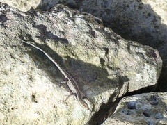 Cryptoblepharus boutonii