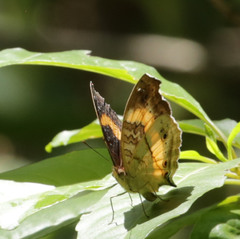 Junonia elgiva