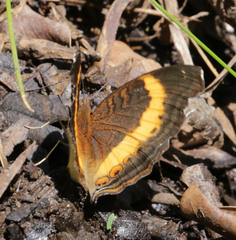 Junonia elgiva