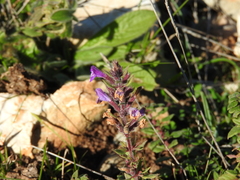 Clinopodium suaveolens