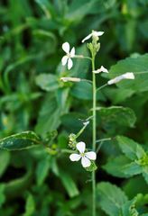 Raphanus raphanistrum landra