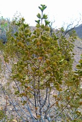Larrea cuneifolia
