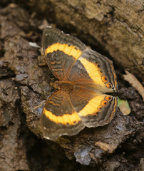 Junonia elgiva
