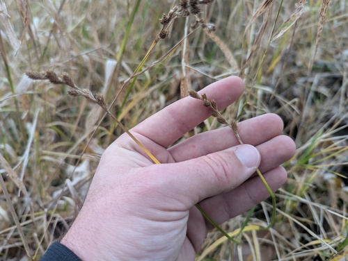 blunt broom sedge