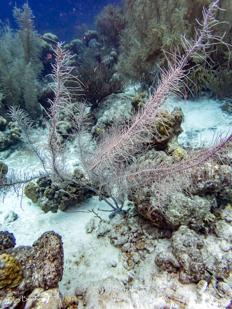 Rigid Sea Plume