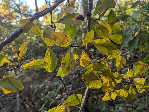 dotted hawthorn (Crataegus punctata)