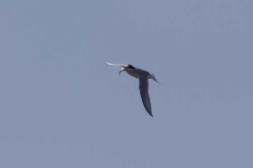 Charrancito común (Sternula albifrons)