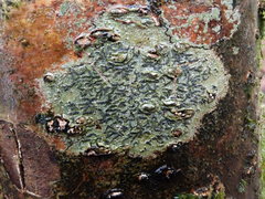 Phaeographis dendritica